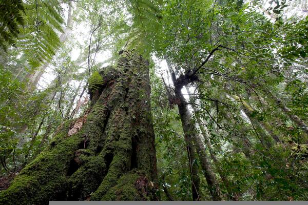 UNESCO defends Tasmania's #WorldHeritage forests, swiftly rejecting Abbott govt de-listing bid #politas
