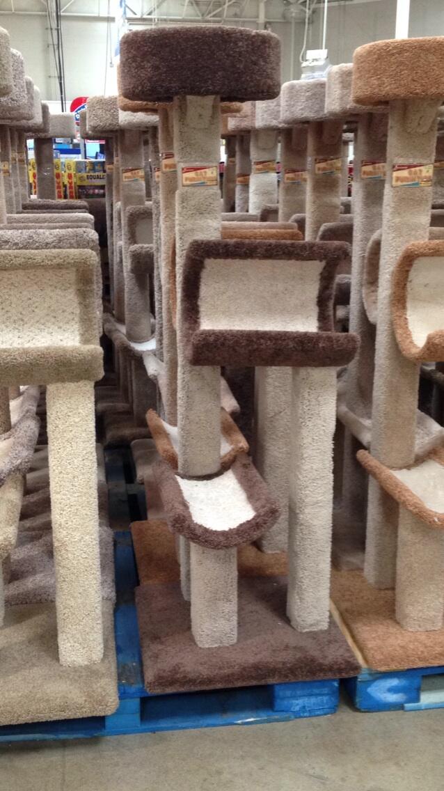 Beatrise top cat trees