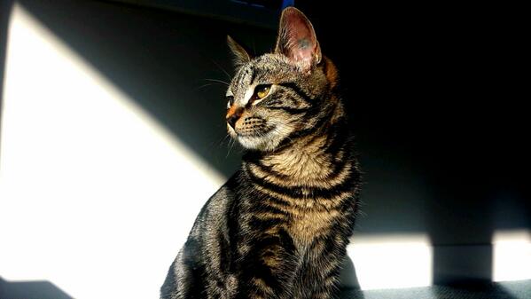 catsta_gram's tweet photo. Yossarian enjoys some winter sun #cat #catstagram http://t.co/yGwoz7v3ZP