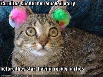 HollySpringsVet's tweet image. Ear mites are nasty and totally preventable! If your cat is scratching their ears, we can help! #advantagemulti