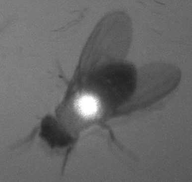 dorophila's tweet photo. Today photo shoot with two of my favorite things: #drosophila and lasers. #posterpreparation #goodexcuse http://t.co/xHulAqbAGY
