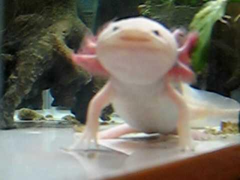 ウーパールーパ画像bot Axolotl8bot Twitter