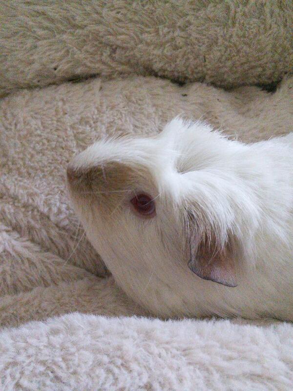 ghandithe1st's tweet image. Guinea-chan is my fave 😍💕💞