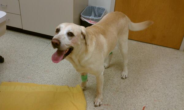 LabradorConan's tweet image. Thanks to everyone who helped me! Last night, I went to sleep for the final time due to cancer. #RIPConanTheDestroyer