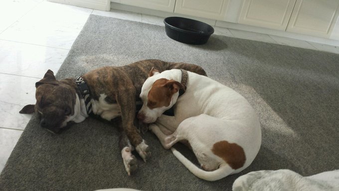 #PitbullsAgainstTimeMagazine http://t.co/3VTYZsmlfV<a href="/tag/pitbullsagainsttimemagazine"class="tags">#PitbullsAgainstTimeMagazine</a>