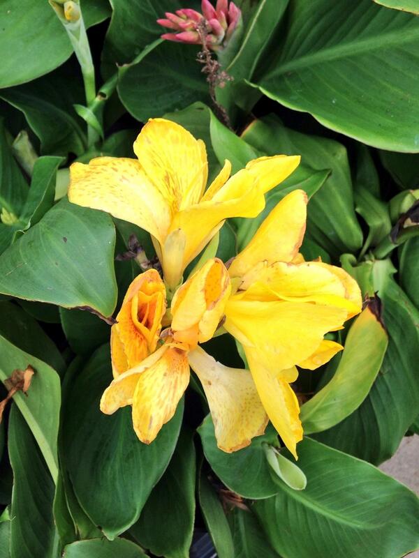 bundleofblooms's tweet photo. Count the garden by the flowers, not by the leaves that fall. Count your life with smiles, not the tears that roll. http://t.co/CFYpC9EE9n