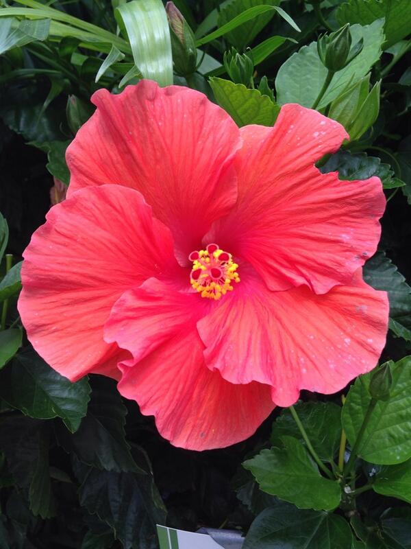 bundleofblooms's tweet photo. Your mind is a garden, your thoughts are the seeds, you can grow flowers, or you can grow weeds. http://t.co/C1uEr3mkl6