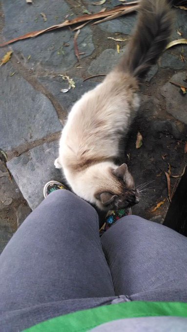 Socal cat needs adopting. She's so friendly! Please RT and get her a real home http://t.co/rJXx6ENNV<a href="/tag/bts"class="tags"><span>#bts</span></a><a href="/tag/forcedstripping"class="tags"><span>#forcedstripping</span></a>