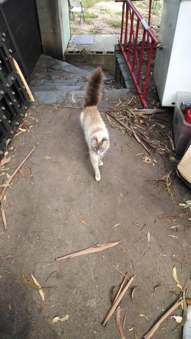 Socal cat needs adopting. She's so friendly! Please RT and get her a real home http://t.co/rJXx6ENNV<a href="/tag/clip"class="tags"><span>#clip</span></a><a href="/tag/forcedstripping"class="tags"><span>#forcedstripping</span></a>