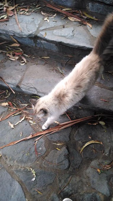 Socal cat needs adopting. She's so friendly! Please RT and get her a real home http://t.co/rJXx6ENNV<a href="/tag/clip"class="tags"><span>#clip</span></a><a href="/tag/forcedstripping"class="tags"><span>#forcedstripping</span></a>