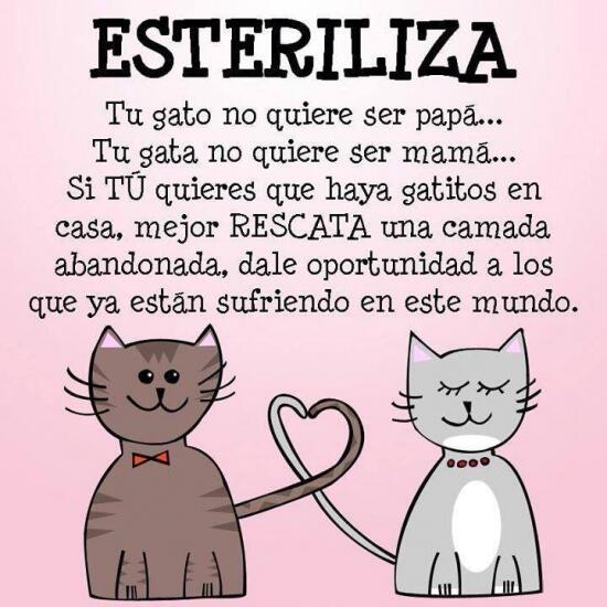 adoptaunperrit0's tweet photo. #Adopta #Rescata http://t.co/k5k2St8DLu
