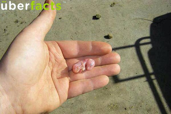 ldawg1981's tweet photo. "@UberFacts: Baby kangaroos weigh less than 2 grams when they're born, and they can be size of a jellybean. http://t.co/ziKFPwGzBG"Aww:-)