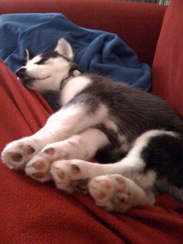 iLovePupsDaily's tweet photo. Look at those cute paws! http://t.co/2mMWKe625L