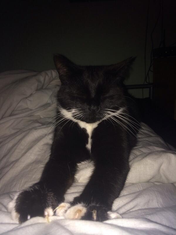 bradpr93's tweet image. The least cuddliest cat is not moving ha #rocco #crackcat