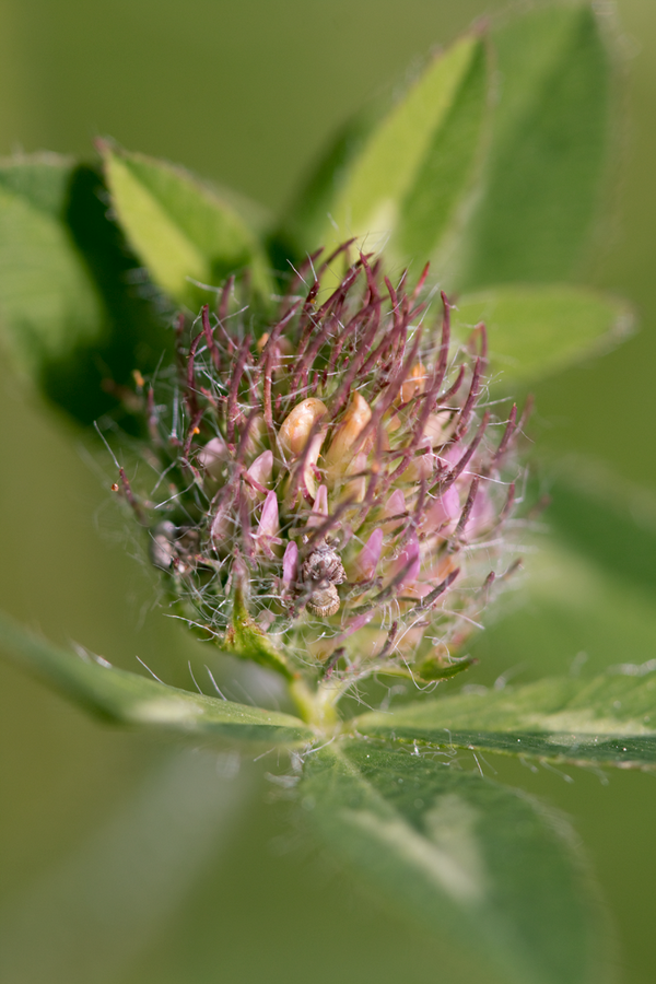 aengelhardt's tweet photo. Not sure what it is, but it sure looks cool up close #macro #photography http://t.co/Dx5OGkpnV9