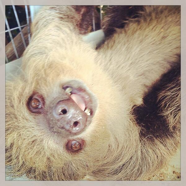 NatlAquarium's tweet image. It&apos;s #SlothWeek...things are bound to get crazy! cc: @mashable