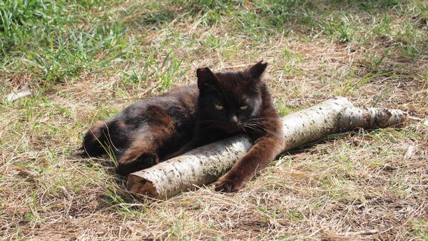 catlover tweet media