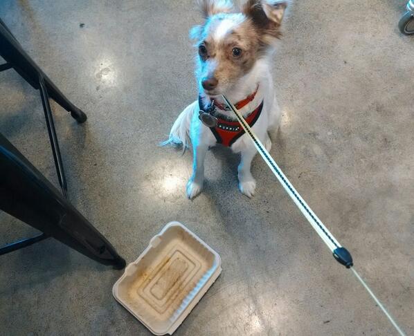 raphpuppy's tweet image. Please, may I have some more @OldWorldtruck chicken?