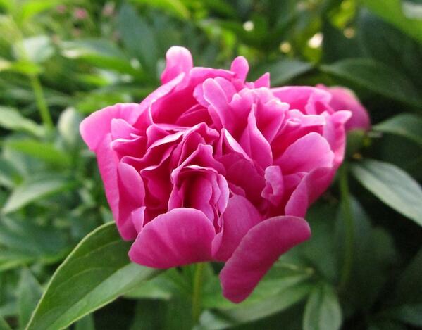 CMPhotography's tweet photo. Love the color of this one #flower #summer #naturephotography http://t.co/zDqytJ7Jix