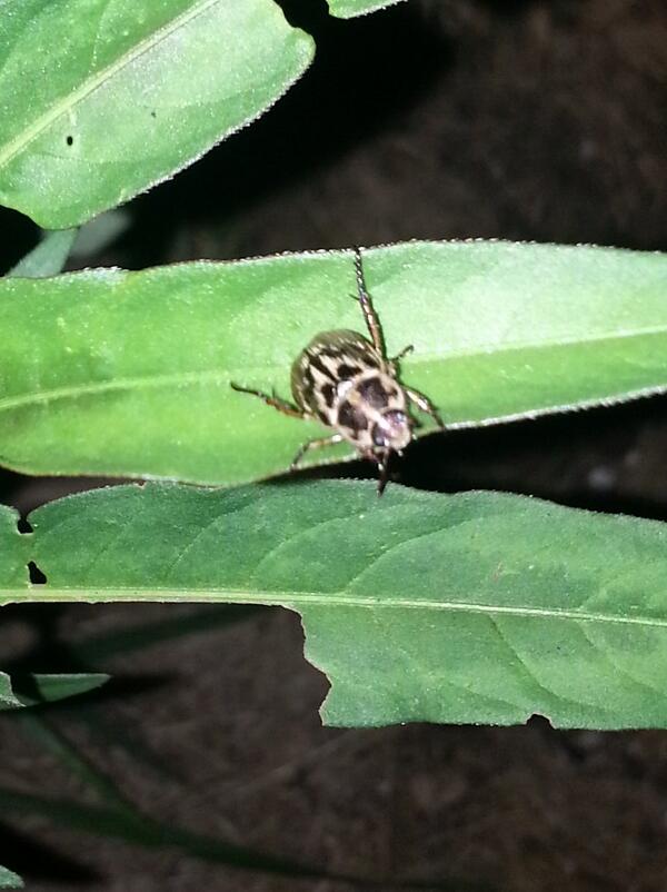 LearningAsWeGro's tweet image. this years pest of note is the oriental beetle. first year ive seen them at all. #ipm #organic #gardening