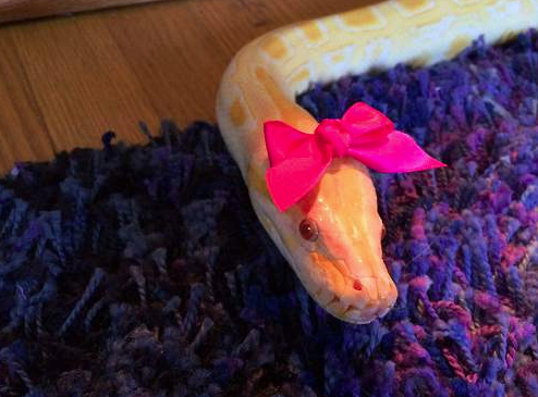 Dresses up <a href="/SnakeSepta/">Tyene Sand</a>'s snake.