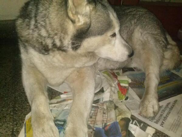 Comisión Animalista tweet media