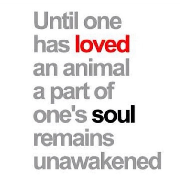 youngen46's tweet photo. “@JeffAnimalGuy: #truth http://t.co/2OfCsfuT8p”

@JeffAnimalGuy knows what's up #realmenloveanimals