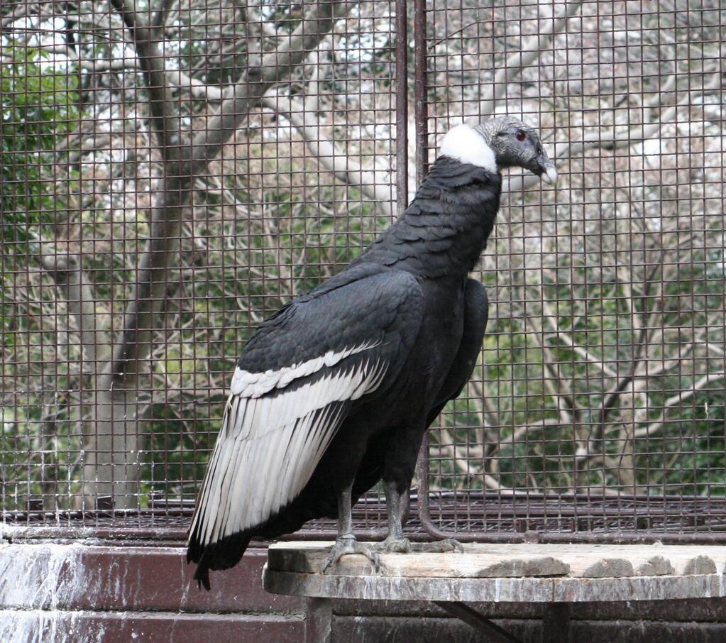 上野動物園 公式 W杯な動物 コロンビアが生息地の動物たちシリーズ 今日はコンドル 東園 別名 アンデスコンドル コロンビアはアンデス山脈も横たわる高山を有する国なんですね Http T Co 05byybba2j Twitter