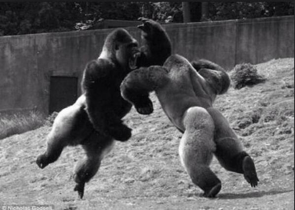 _lala_baekey's tweet photo. ウホウホゴリーラ凍結に負けるなっ‼︎
わしは応援するぞっ‼︎
ウホウホゴリーラ守る (´･Д･)」
(((ゴリーラぷりけとぅ .. ♡ <= http://t.co/5HWkKLICvO