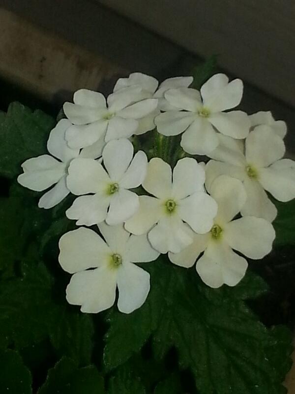MissKay55 tweet picture