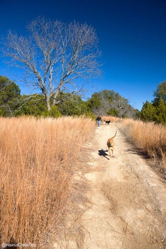 Dogs can be trained to avoid venomous snakes. statesman.com/weblogs/pet-fr…