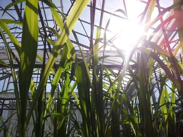 DavyOttevaere's tweet image. 10 a.m. - 34ºC - #PCSierteelt #TerraCottem trials