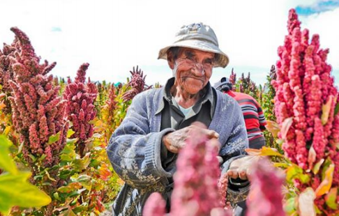 jobienhekking's tweet photo. CBI publicó un estudio sobre el futuro del comercio international de #quinoa. Lea: http://t.co/yiJ4xXPlUG http://t.co/fc1aeeRnZw
