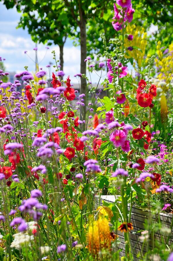 Image of Verbena and hollyhocks