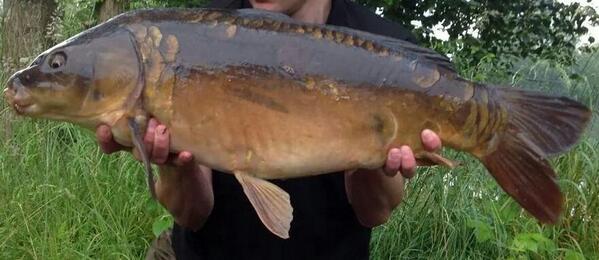 Dark and well proportioned is this #Norfolkcarp, from a lake around 1 acre in size
#carpfishing
#carpcrew
#carp