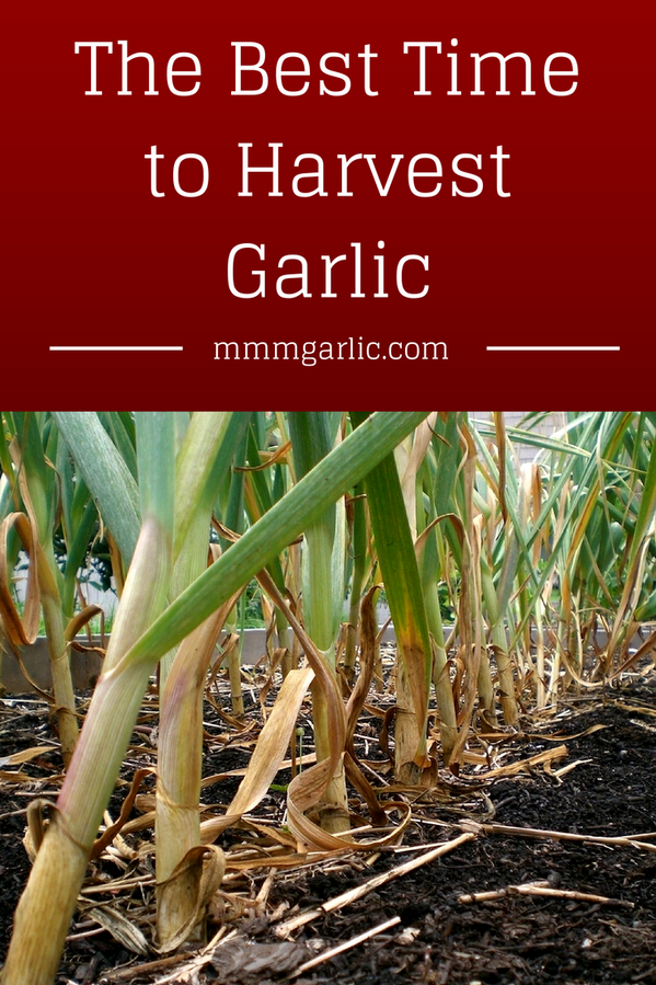 MmmGarlic's tweet photo. Never guess again as to whether it's time to harvest your garlic or not - http://t.co/mUPeyJPkat #garlic http://t.co/f69zIlvQ8s