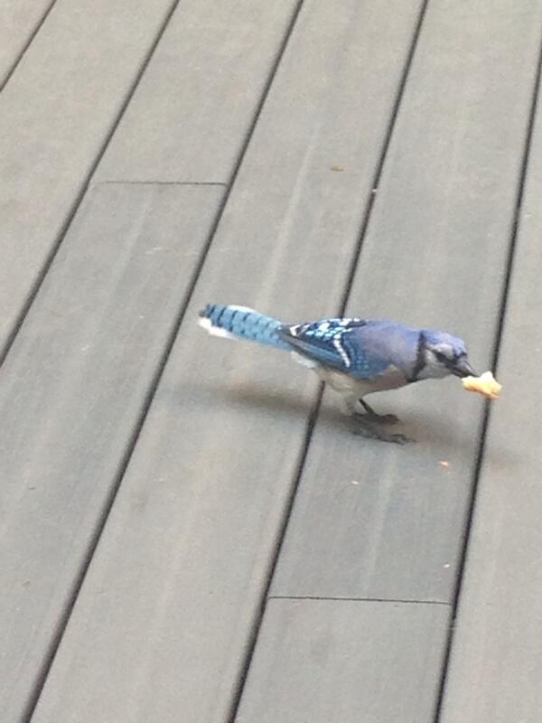 nastypig's tweet photo. #deckpix at the NPHQ RT @BABYNAMEDFREDDY: Blue Jay on the back deck this morning @Nastypig. http://t.co/iEtcjDcvzC