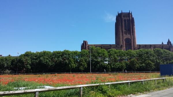 Enjoying the summer poppy field in China Town