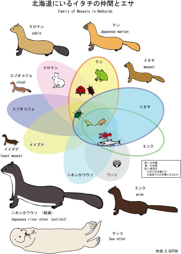 S Goto No Twitter 昨日の 北海道のイタチ一覧 改訂版です ご指摘つぶやいてくださった方々にお礼申し上げます Http T Co Oserydgno6