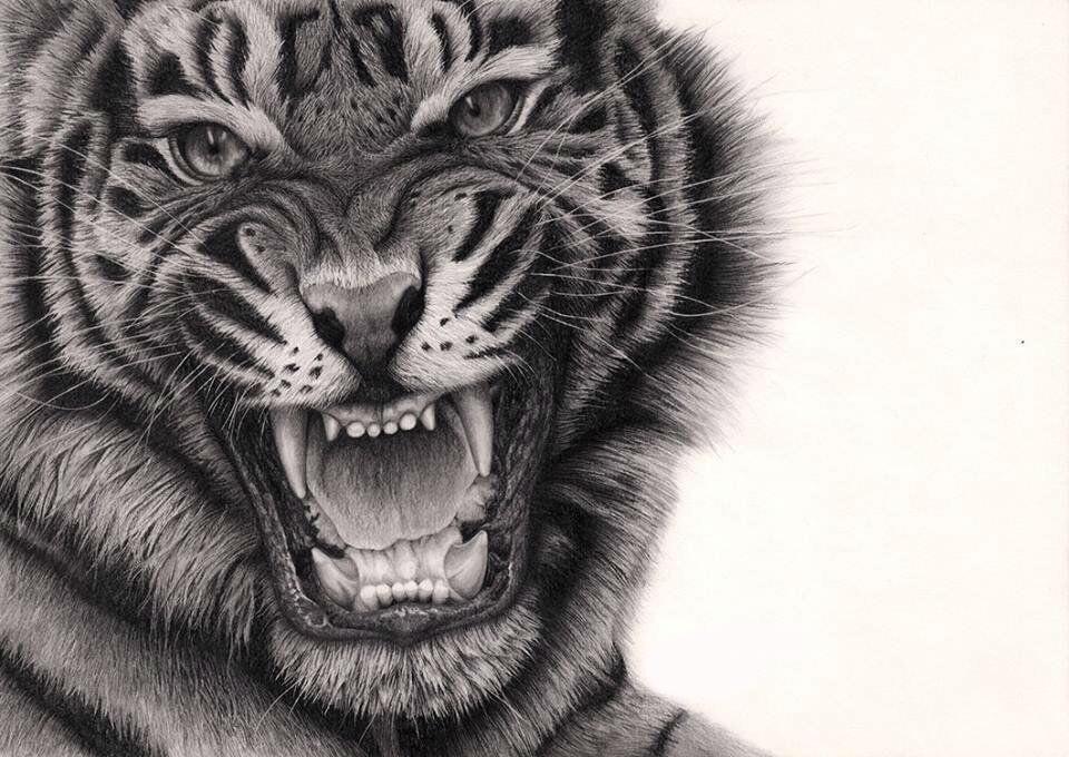 Sick Drawings on Twitter: "Sick ass tiger drawing! http://t.co/JKIlnrr55D"