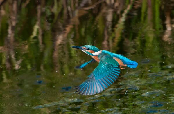 wildlife_news's tweet photo. RT @9stan: Kingfisher from last week @tophilllow in flight @wildlife_uk @YorkshireWater #gettingthere http://t.co/uTWhpbn2VH