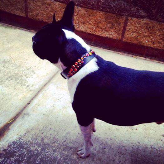 KinCollars's tweet photo. Buddy Boy! Our fav Boston Terrier in his Drogo collar.  https://t.co/74Cu910cCZ 
https://t.co/dNnMUyhTiq http://t.co/v2TRT8VXyp
