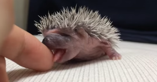 напугал ежа бритой