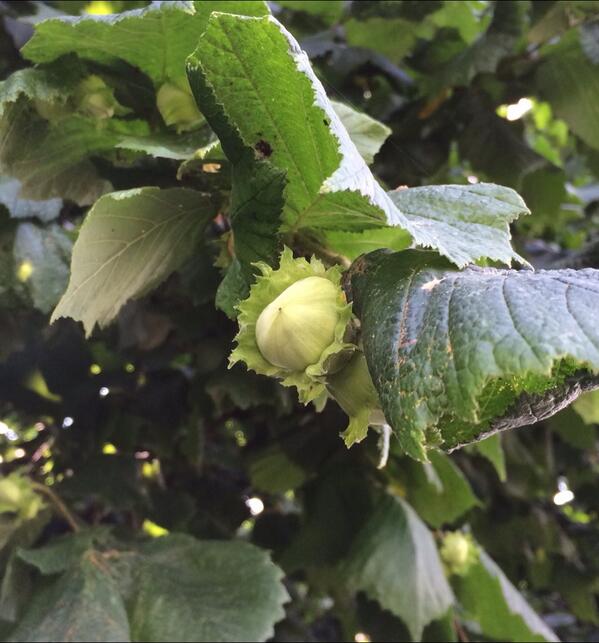 Hannah Vickers tweet media