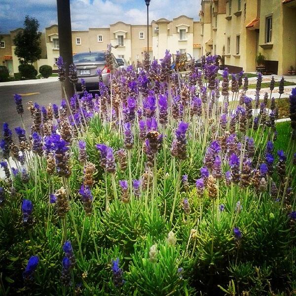 LeydiMonreal9's tweet photo. #urbangarden #lavader #lavanda #plantas #bee #plants #nature #jardin #flores #queretaro #nice http://t.co/ysQoqGif84