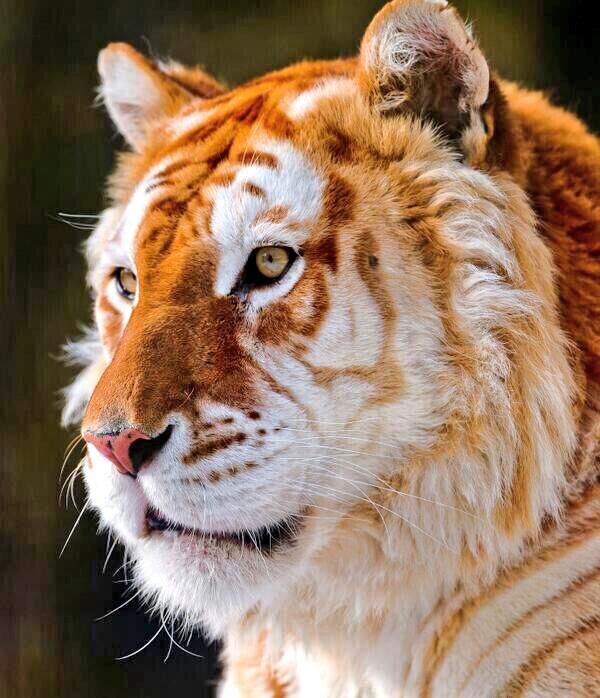 Whippenz's tweet image. “#TigerTuesday
#ClickToHelp Save Big Cat Habitat care2.com/click-to-donat… wcs.org Photo @LearnSomethlng"