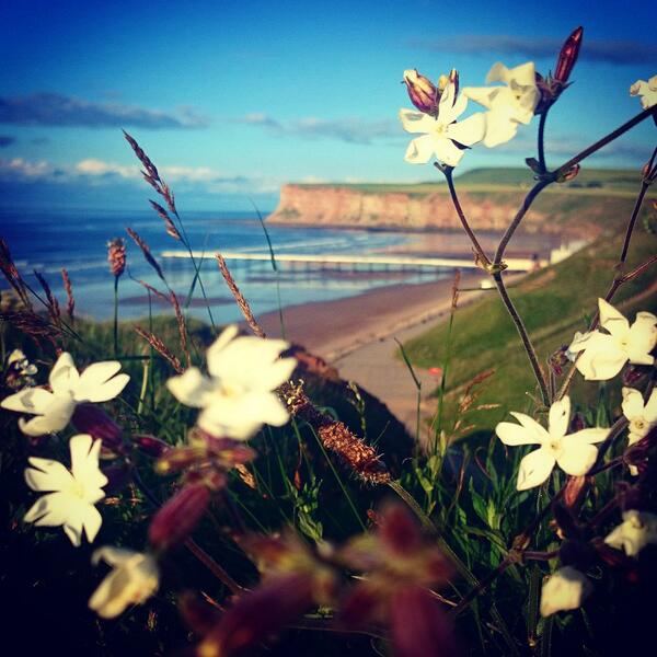 KellyLBowler's tweet photo. life On The Beach 
#photography #Flowers 
#beach #Pier
#Wildlife #Bumblebee 
@SaltburnbySea http://t.co/PbEgIp4r7S