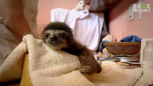 dodo's tweet image. Celebrate #SlothWeek by watching this orphaned sloth get swaddled in a onesie thedo.do/1pKWvL3