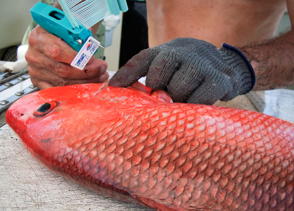 Sustainable seafood you can trust. mygulfwild.us/GW/order/