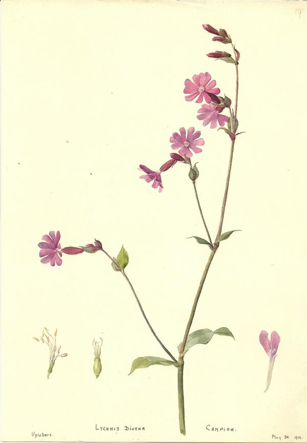 @seed_ball #redcampion is especially abundant in the SW, our Edwardian botanist made a drawing